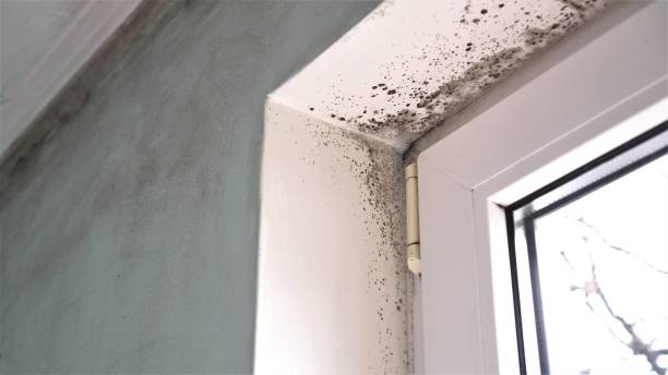 Best Toxic Mold Removal  in Oshkosh, WI