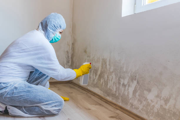 Attic Mold Removal in Oshkosh, WI