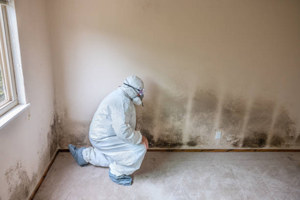 Oshkosh, WI Mold Removal Company