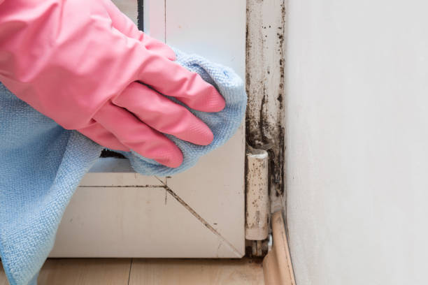 Best Local Mold Removal Service  in Oshkosh, WI