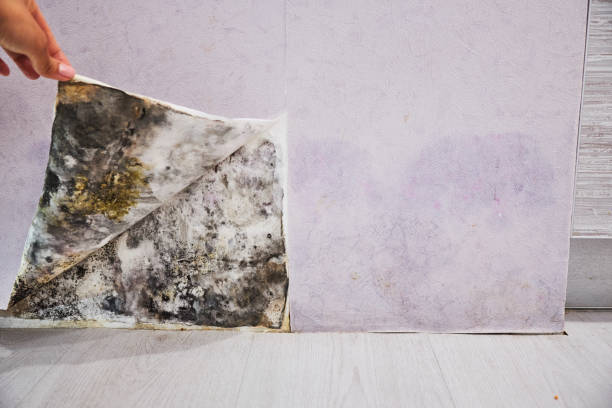Best Commercial Mold Removal  in Oshkosh, WI